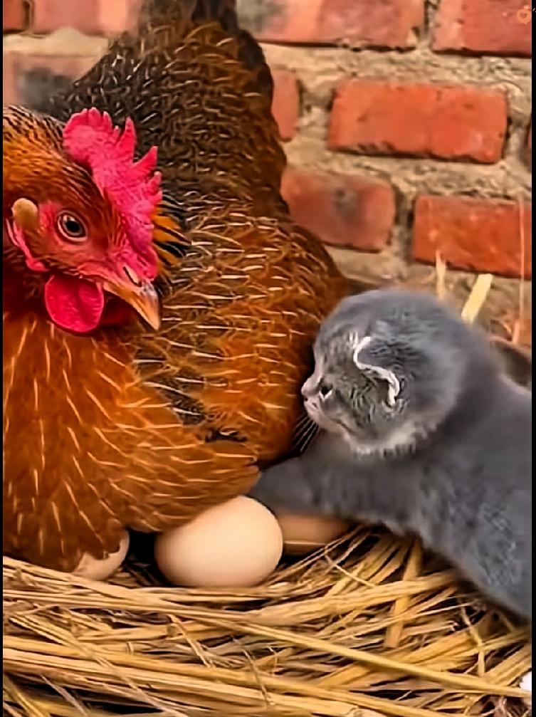 谁能拒绝这么治愈的一幕啊，看完心都要化了～一只母鸡张开翅膀护着一群小鸡取暖