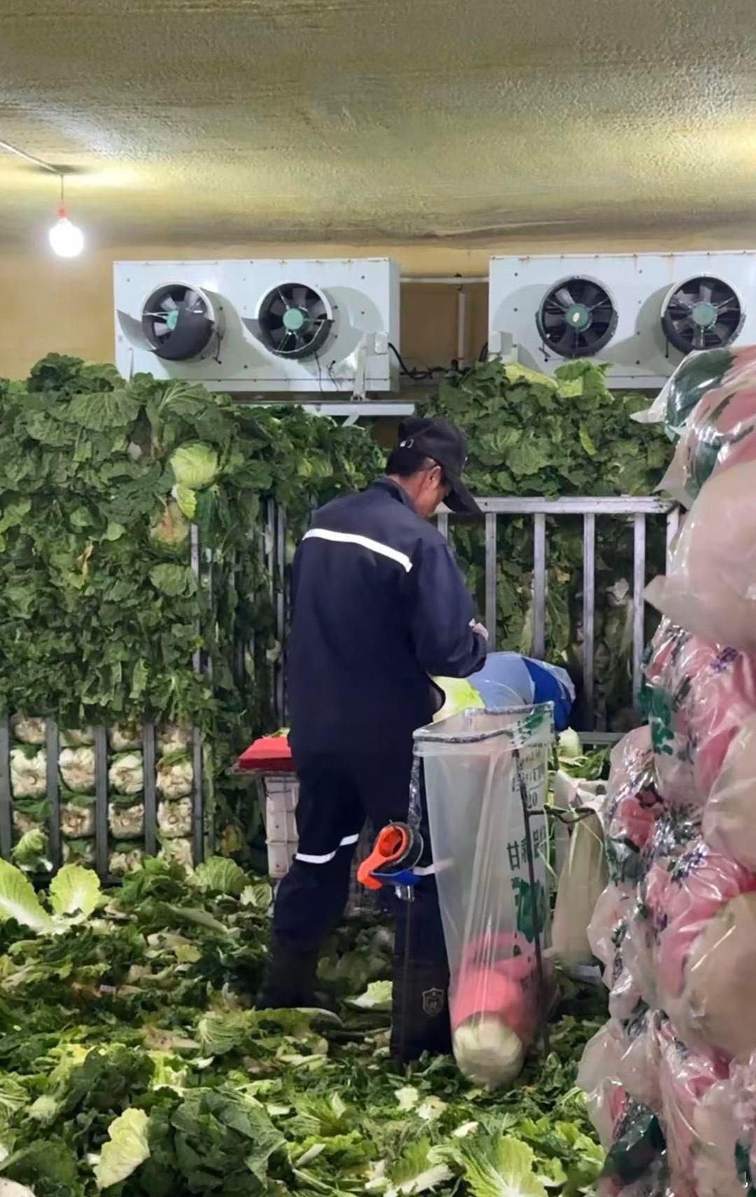 甲醛保鲜致康保白菜卖不动河北康保“甲醛白菜”风波看得人心里五味杂陈😔个别外地收