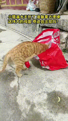看完视频满心感慨，小橘猫意外溺水没了动静，主人装袋放在一边。猫妈妈急忙叼走幼崽放