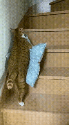 看完这段橘猫的视频，心里软得一塌糊涂。这只小黑橘自己叼着软乎乎的小垫子，吭哧吭
