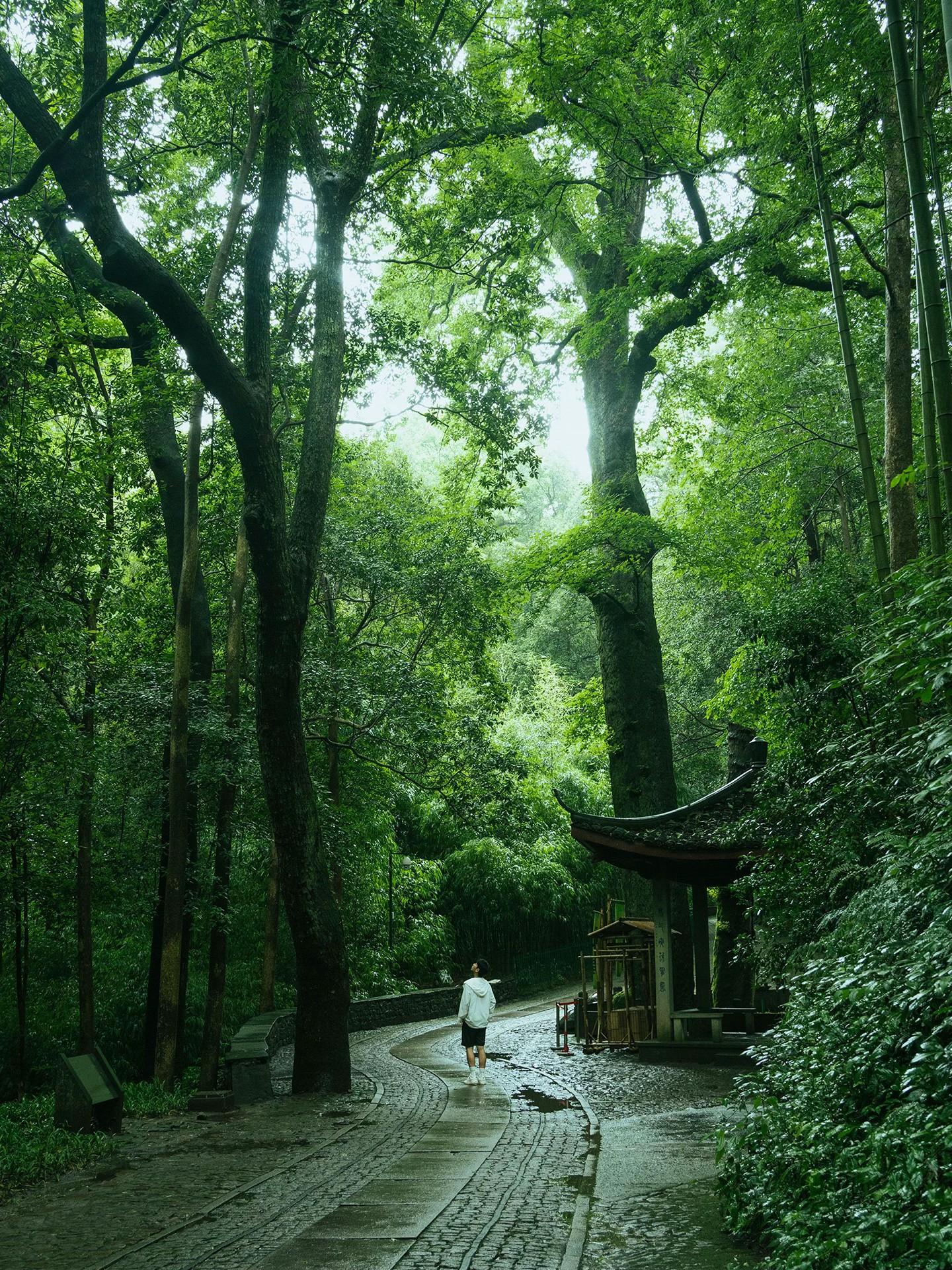 阴天的杭州！将会是一个巨大的绿色能量场🍃。一定不要错过阴雨天的杭州 ...