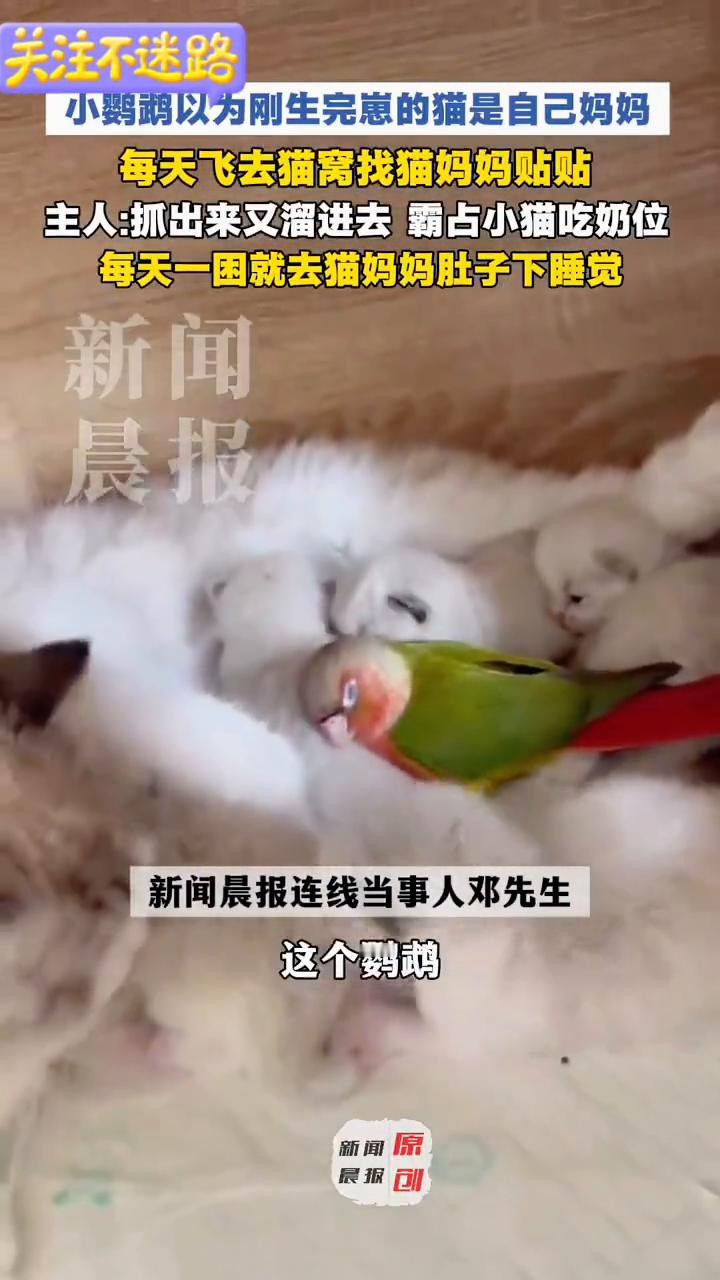 鹦鹉：你就是我选的恒温新妈妈。小鹦鹉以为刚生完崽的猫是自己妈妈，每天飞去猫窝找