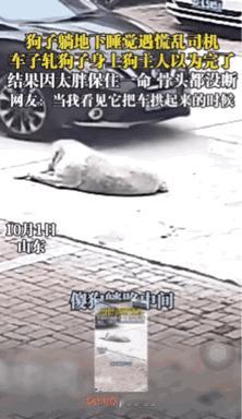 堪称奇迹，狗子安然无恙。仔细看，汽车不是压过狗子，而是停留在了狗的身体上。事情
