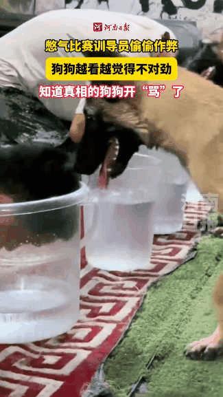 “怎么连狗都骗！”浙江，搜救犬基地内，搜救犬和训导员进行憋气比赛，结果训导员“耍