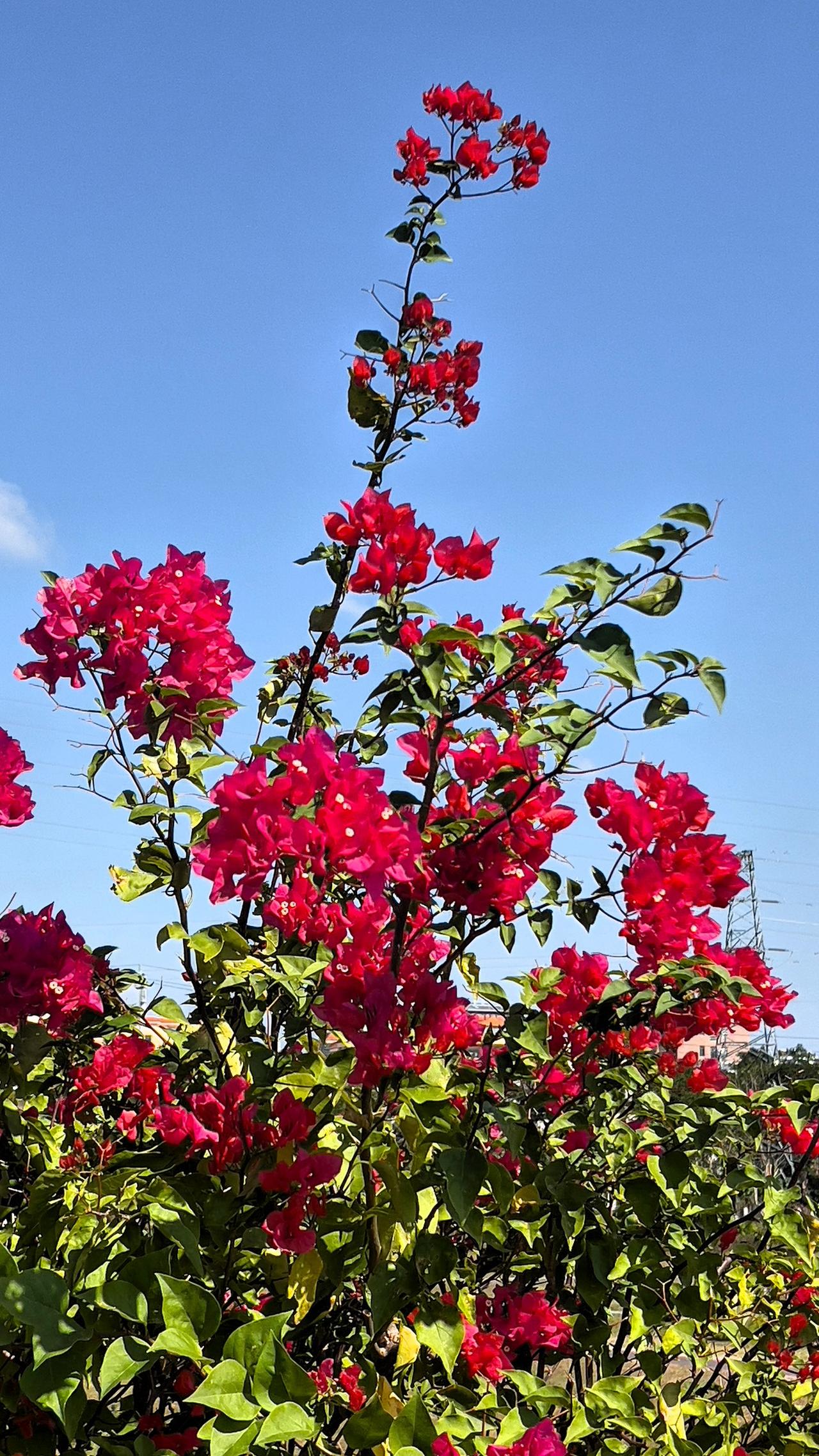 【原创】靓丽迷人的三角梅，在蓝天的映衬下，绽放出绚烂的色彩，美不胜收，让人心旷神