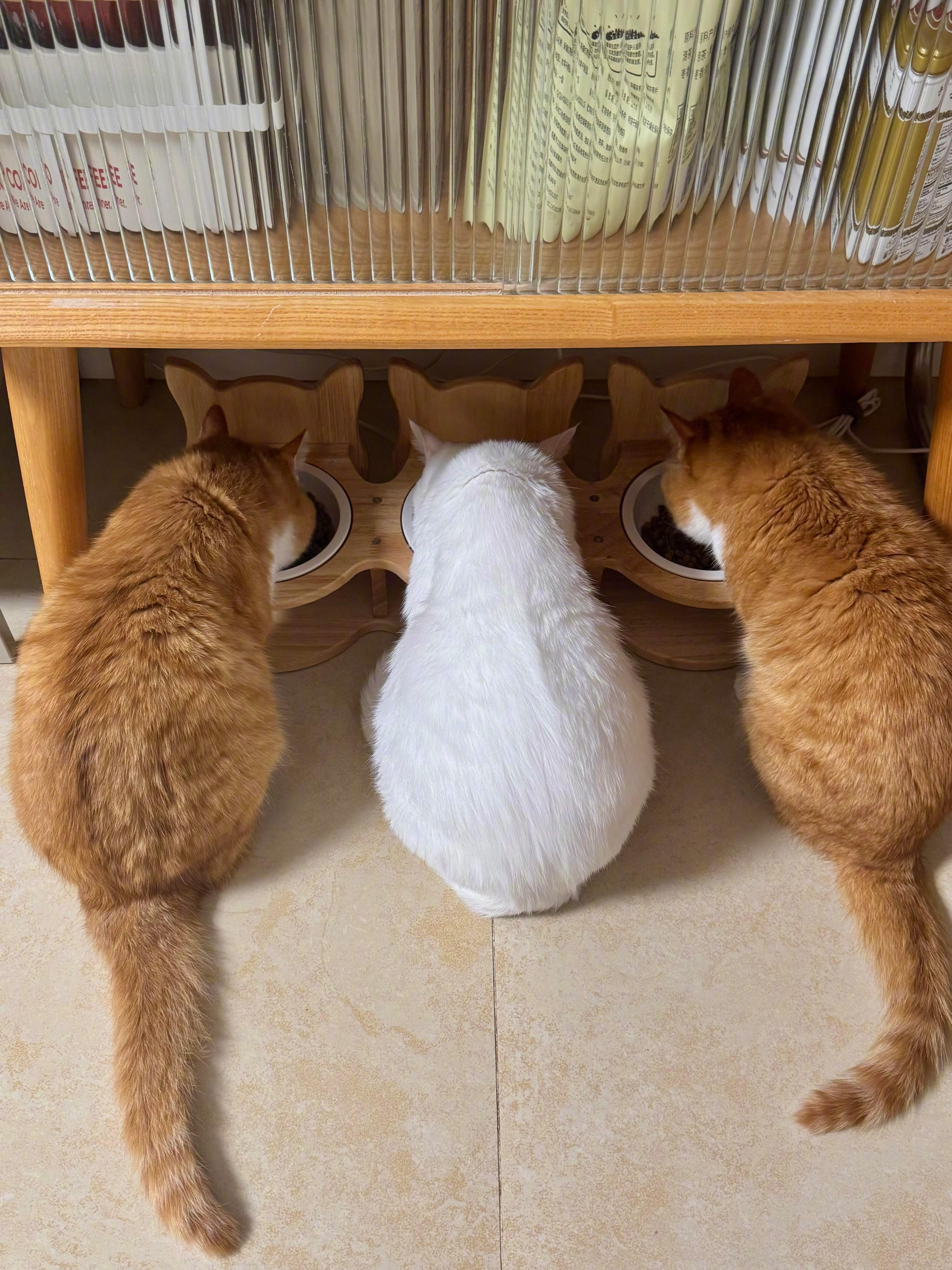穿橘色衣服但没通知中间的猫​​​