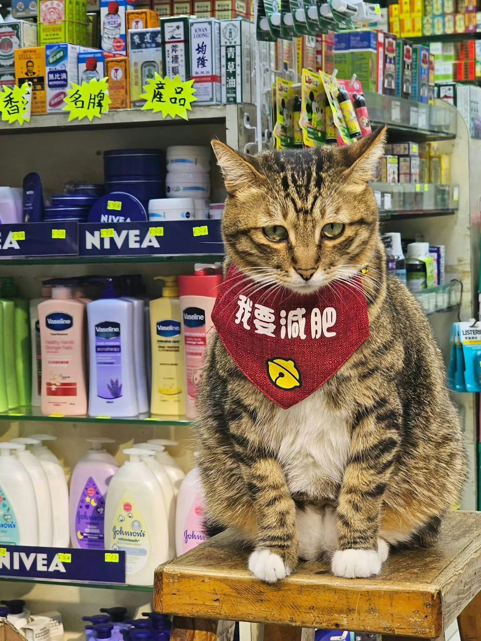 猫咪决定今日开始：减肥🥹​​​