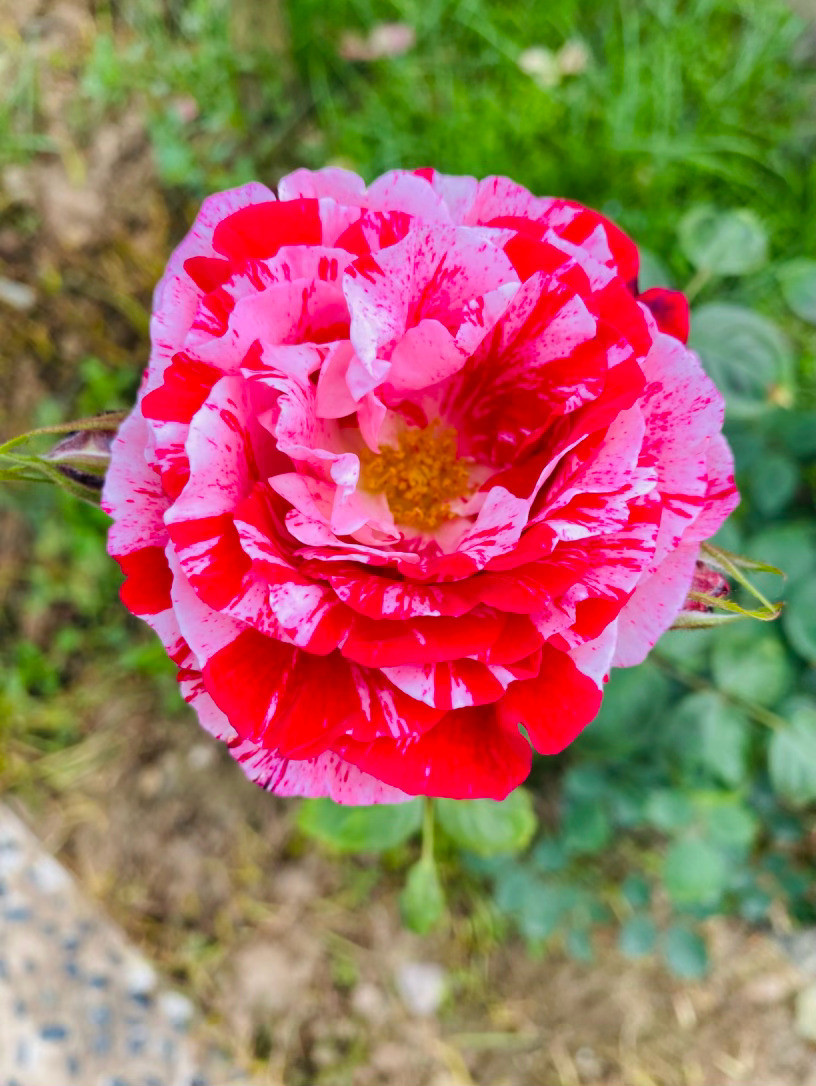 生活手记记录真实生活摄影摄影摄影你是一场永不落幕的烟火，被春天永远定格在了枝头