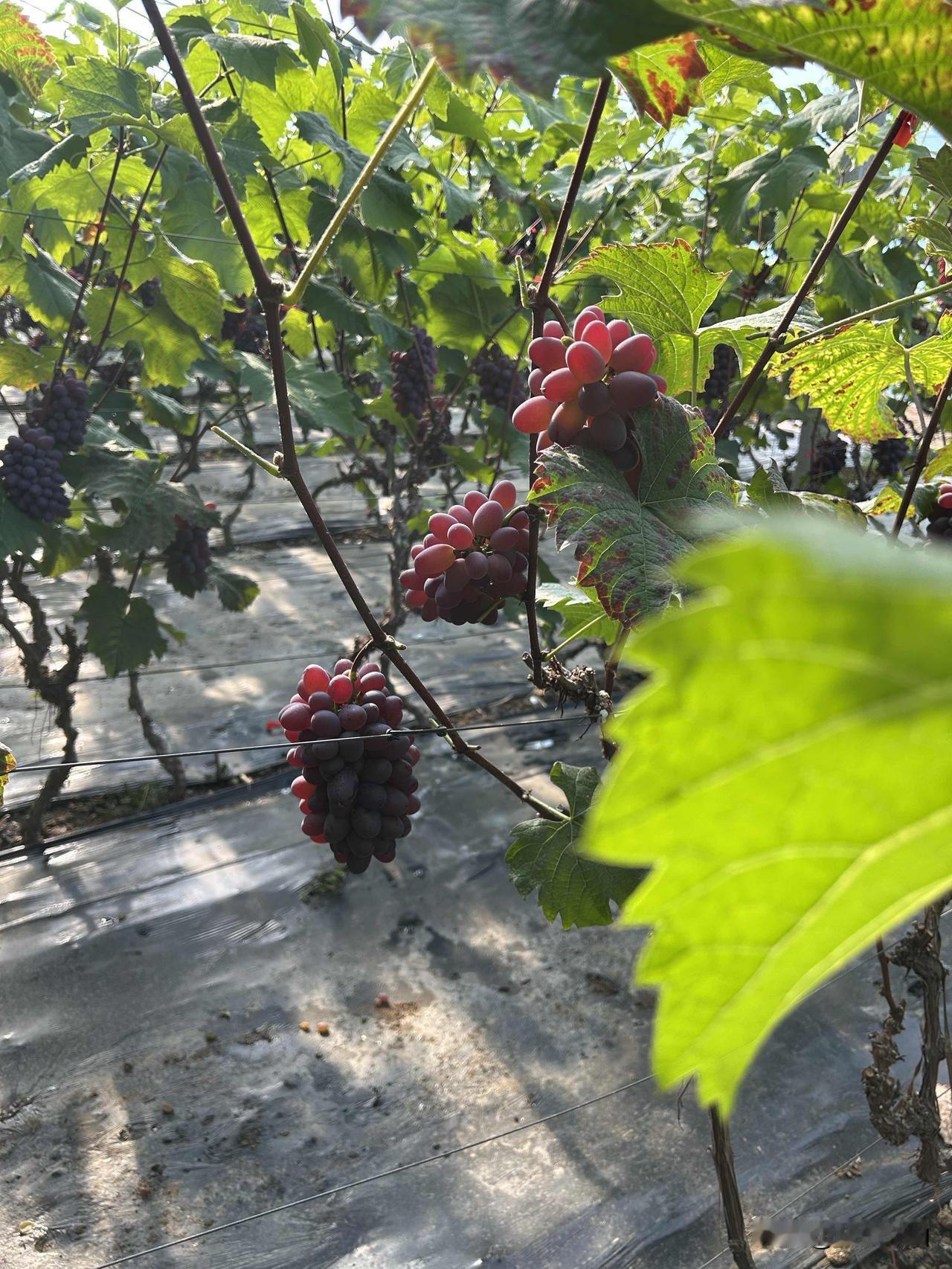 你作为单位的中层领导，真不是你掏心掏肺，就能换来皆大欢喜。我之前就犯过傻，手