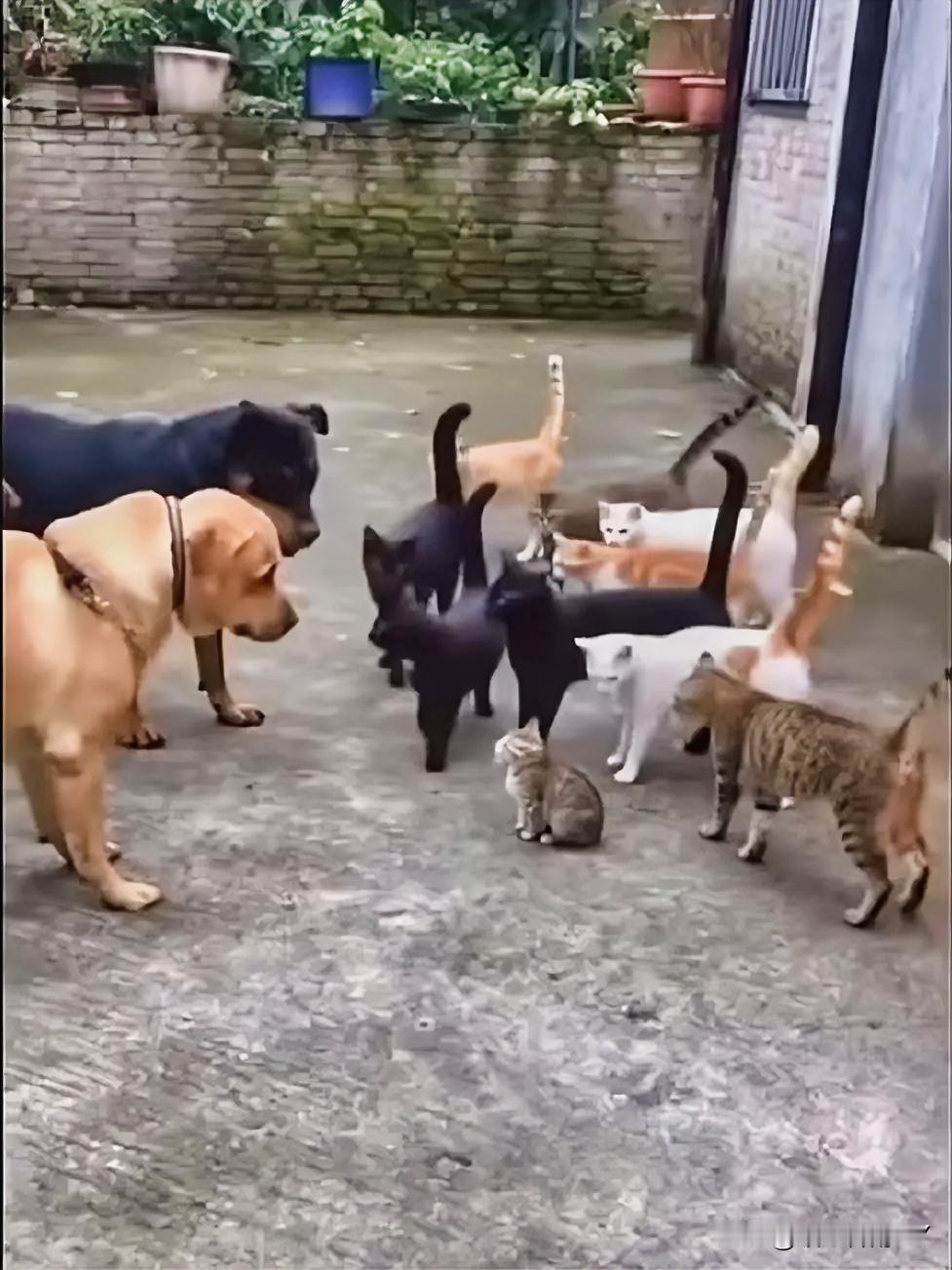 猫狗趣事：小麻雀引风波，猫群护崽吓瘫大狗！窗台下，一只小麻雀在啄食着，几只小