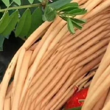 每日一善每日一善阳光信用2200草莓种植需注意以下要点：选地以疏松肥