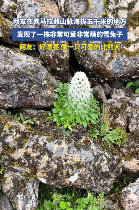 “火到央视了！”8月6日青州广电报道，西藏喜马拉雅山，一男子爬到海拔5000米的