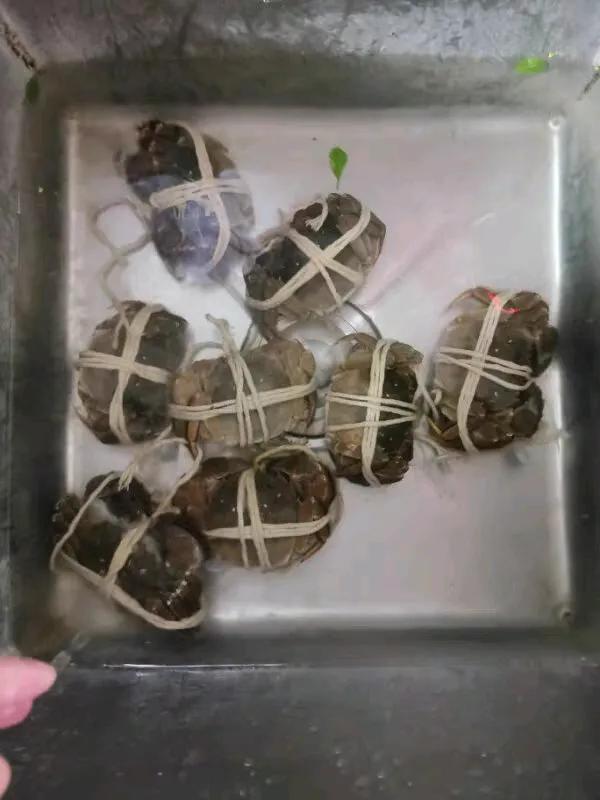 我的大闸蟹真的不能吃了？朋友送了8只螃蟹，今天决定把它们解决掉。打开后，我眼