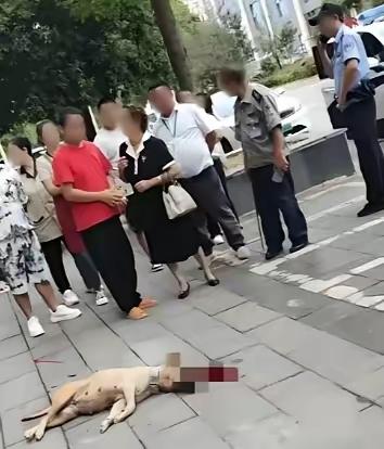 胳膊被咬得直流血，狗主人只顾喊“别伤我狗”：换谁都压不住火最近这桩街头遛狗纠纷