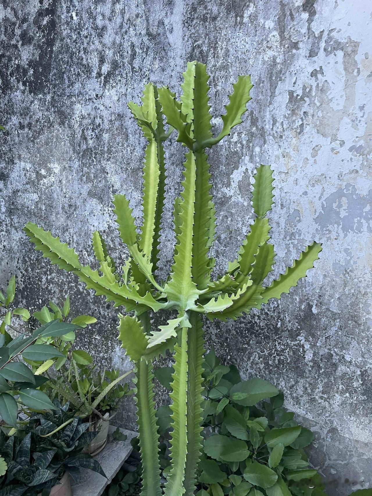 这阿姨家不听劝的女孩,早晚吃苦受罪!一阿姨,给自己的侄女咨询徐律,说侄女交了