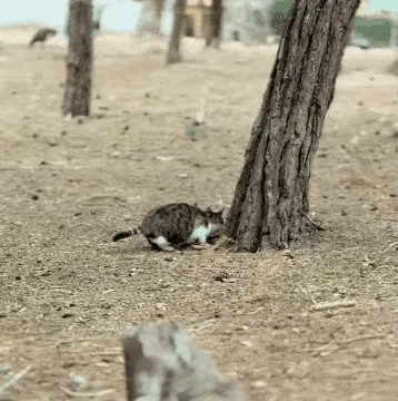黄猫：你干嘛？