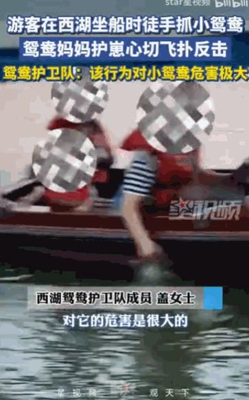 “这种人就应该拉黑！”浙江杭州，一名游客在船上，光天化日之下，竟然伸手把一只还没