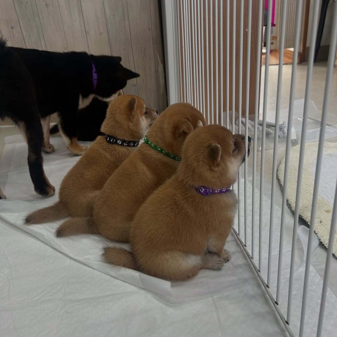 乖乖等待放学的小狗​​​