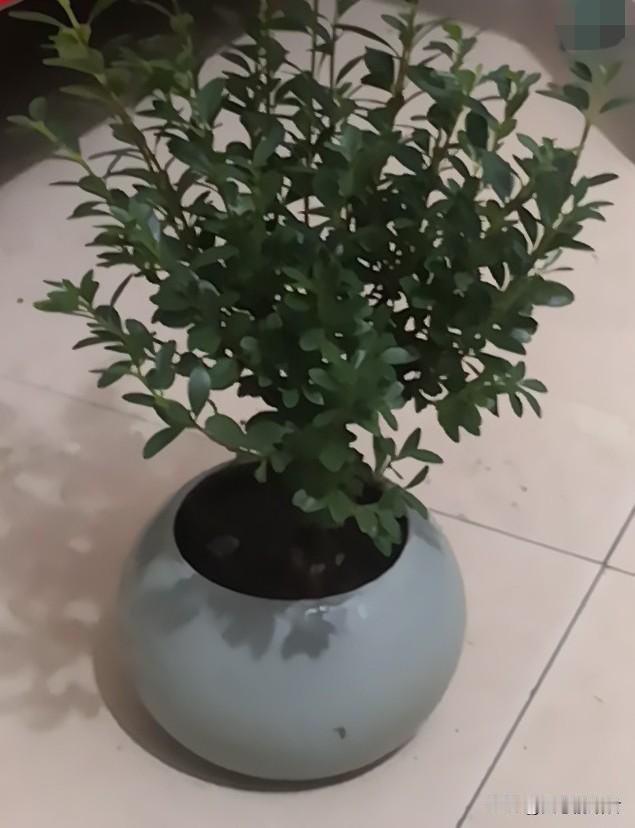 这样的好大姐，这样扶弟，早晚害人害己！一女子，39岁，结婚17年，弟弟35岁，