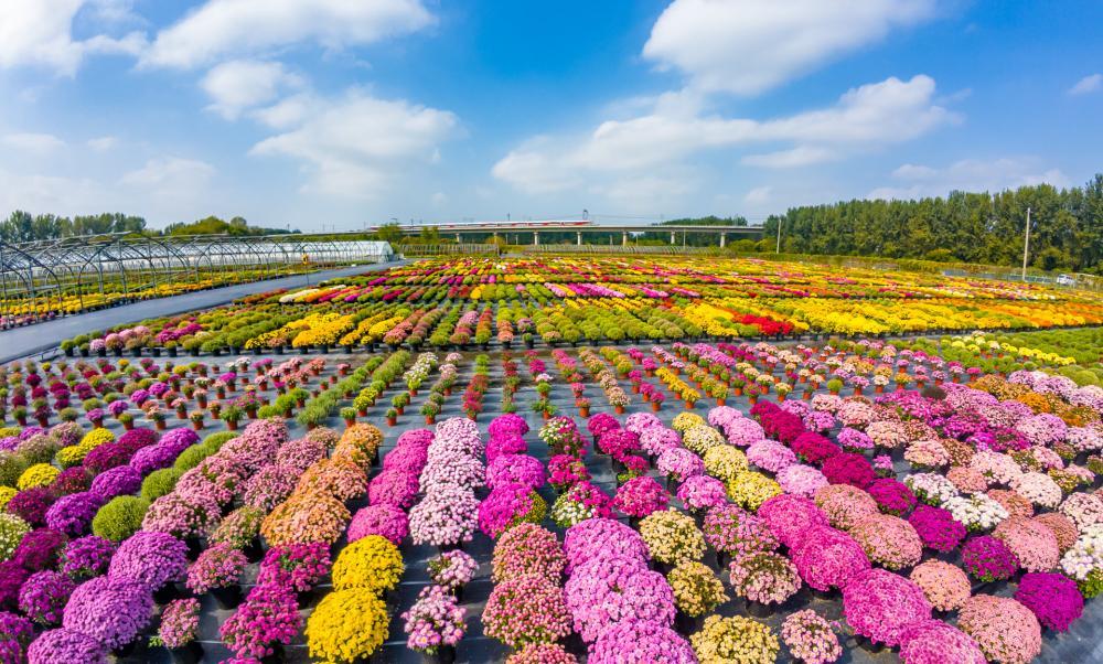 50个花卉新优品种今年首次亮相长安街花坛! 什么样的能入选?