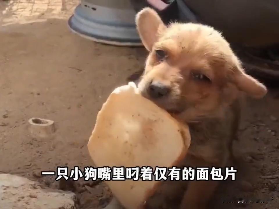 哎呀妈呀老铁们，太破防了！流浪小狗饿了好几天，叼着仅有的一片面包，跌跌撞撞来找