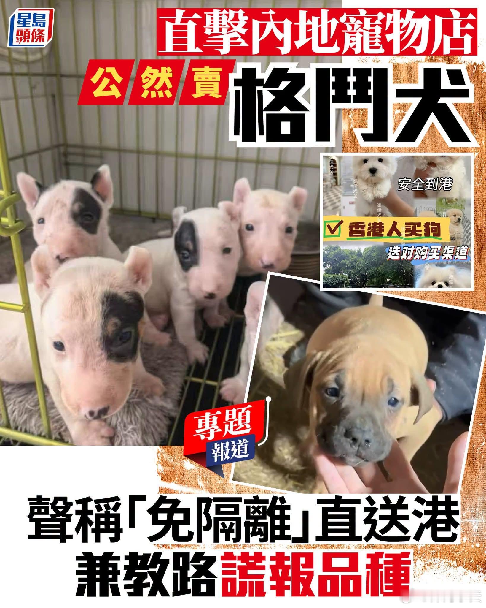 香港格斗犬咬死人，锅最终还是到了内地香港打鼓岭宠物酒店及犬只训练中心女负责人于8