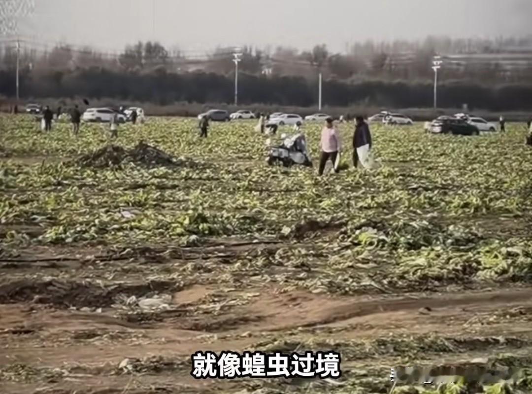 因为一条不实视频让农户400亩白菜被哄抢一空，内蒙古赤峰有个农户，辛辛苦苦种了4