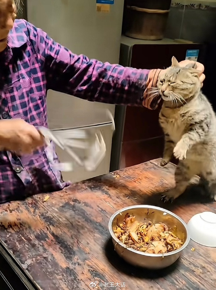 终于知道为什么老辈子养的宠物都像开了智一样了