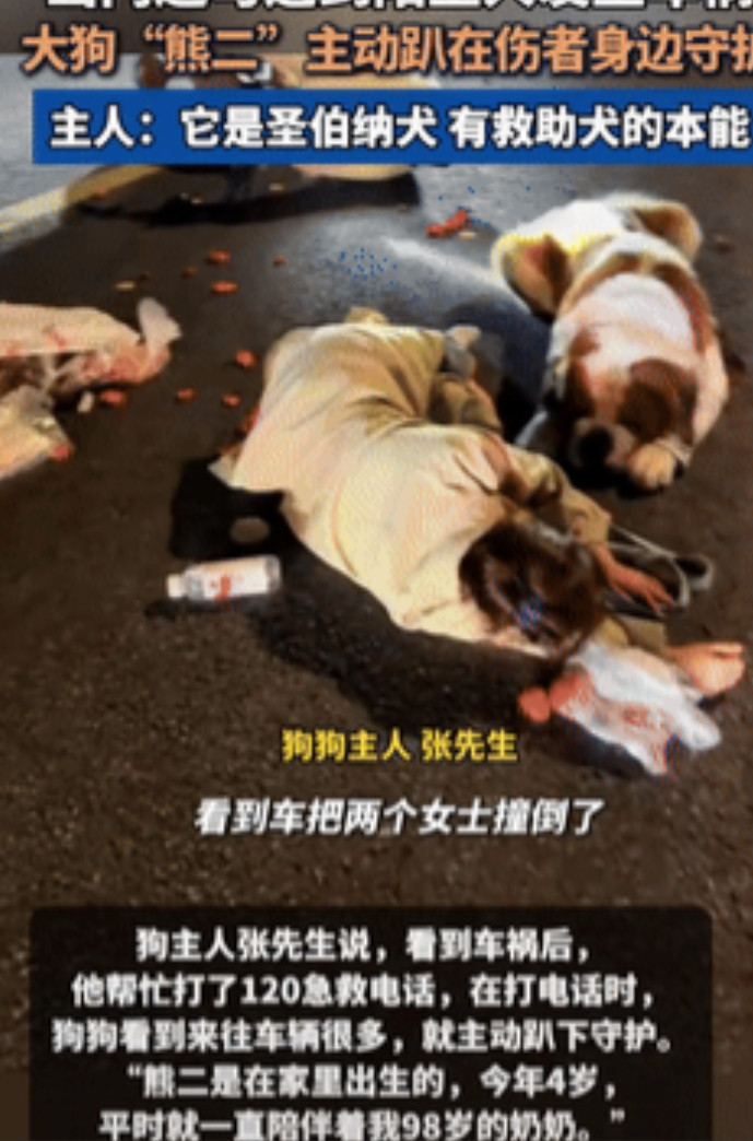 太有灵性了！黑龙江阿尔滨，一男子出门遛狗，回家的路上看到2女生被车撞倒，他就过去