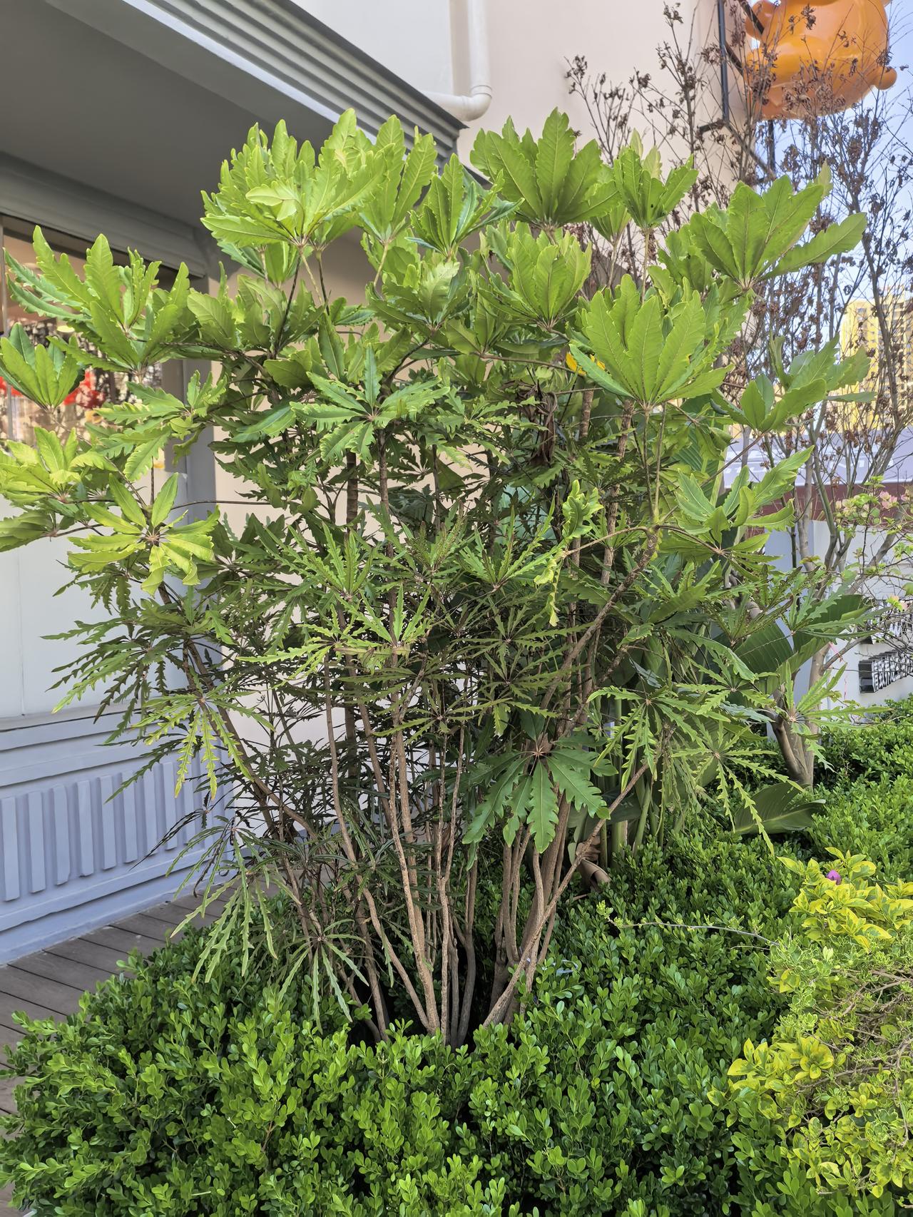 第一次见到的这种植物，每一技上长的都是十片叶子，刚刚数了很多都是10片！也许是以