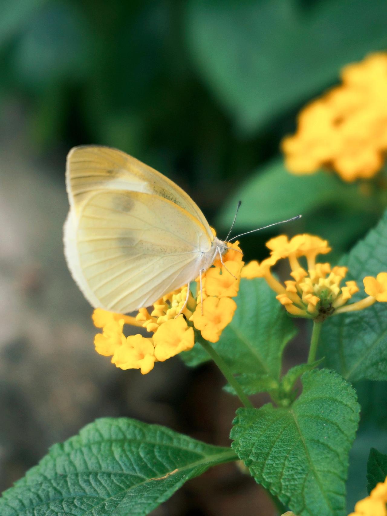 像蝴蝶一样把花吸到镜头里，成为美的一部分。蝴蝶找花，人也找花，不止在春天，也不止