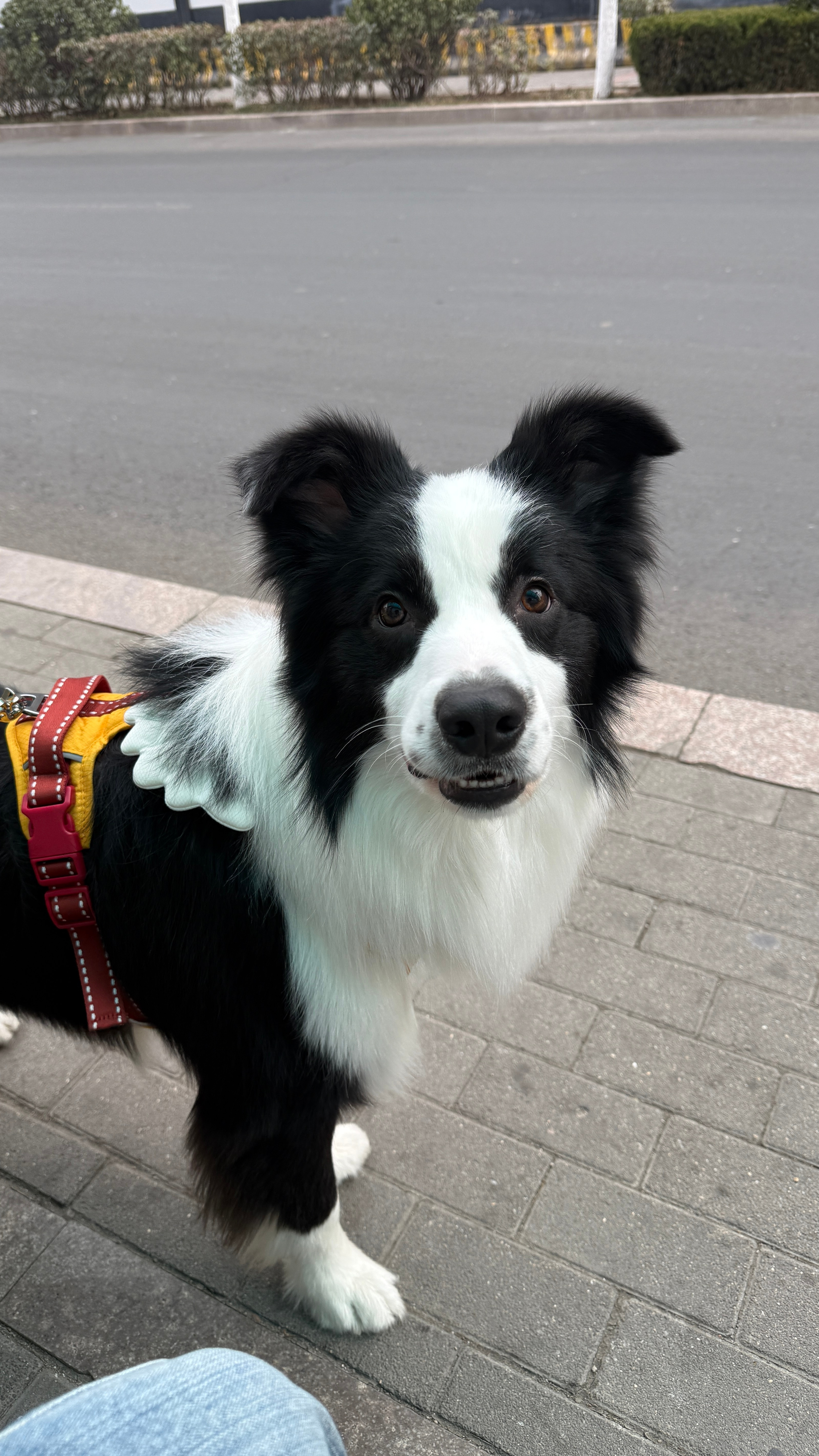 谁能告诉我为什么小狗的体力那么好