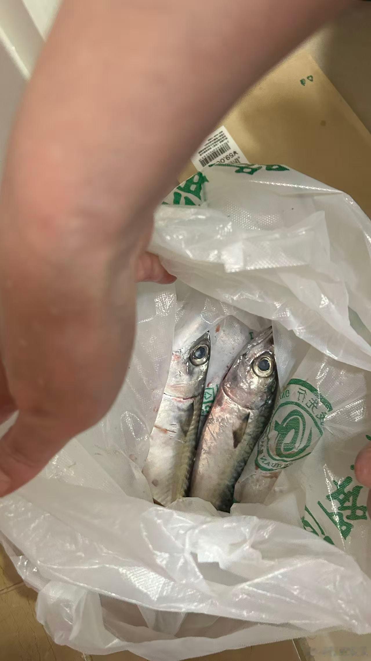 老婆买了两条不常见的鱼回来，老板说是鲭鱼，贼新鲜，准备煎了吃。于是拍了图1问ChatGPT和元宝。C