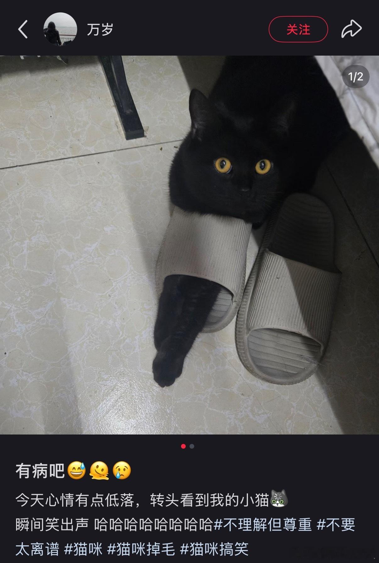 它还纳闷儿呢，穿个鞋又咋了