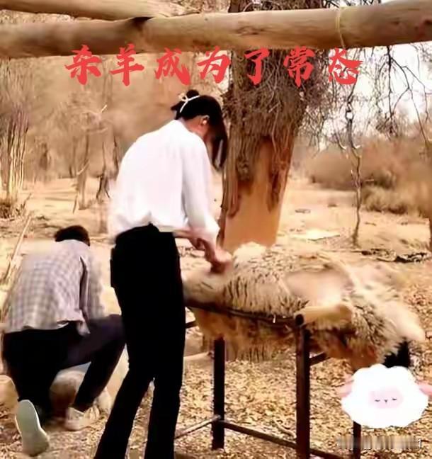 36斤活羊烤完剩6.9斤是否有诈我是土生土长的新疆人，平时宰羊成为了一种常态。一