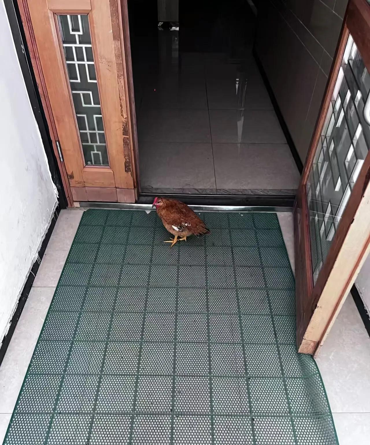 咋办，自己跑来的，我能下锅么