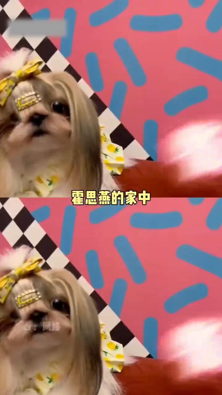 都说霍思燕老公争气，儿子争气，狗争气，其实最争气的是她自己。霍思燕带着爱犬霍蜜蜡