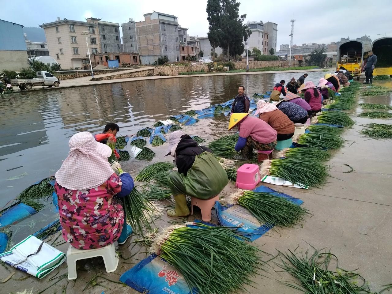 对于以种菜为生的通海县菜农来说，他们的主要收入来源是种植蔬菜。通海县的蔬菜全国有