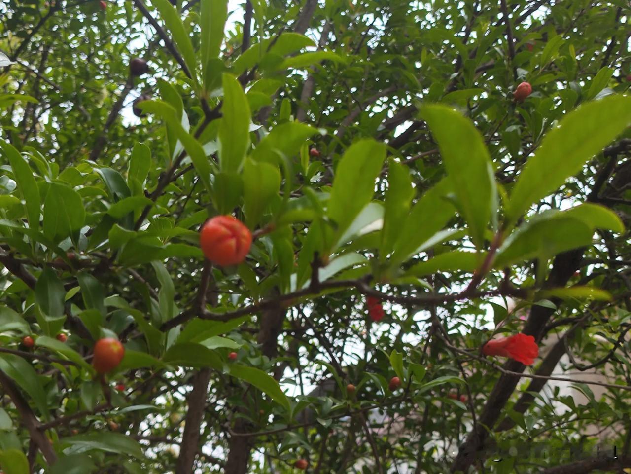 我们这里每家每户习惯在庭院种上几株石榴树，寓意子孙满堂。