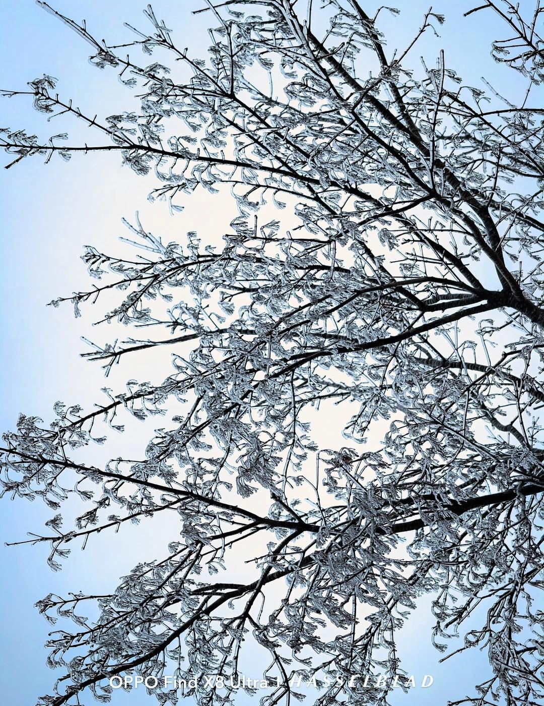 合肥大雪，不用去黄山也可以看雾凇了！大蜀山就可以看雾凇了，亮晶晶的如果出太阳肯