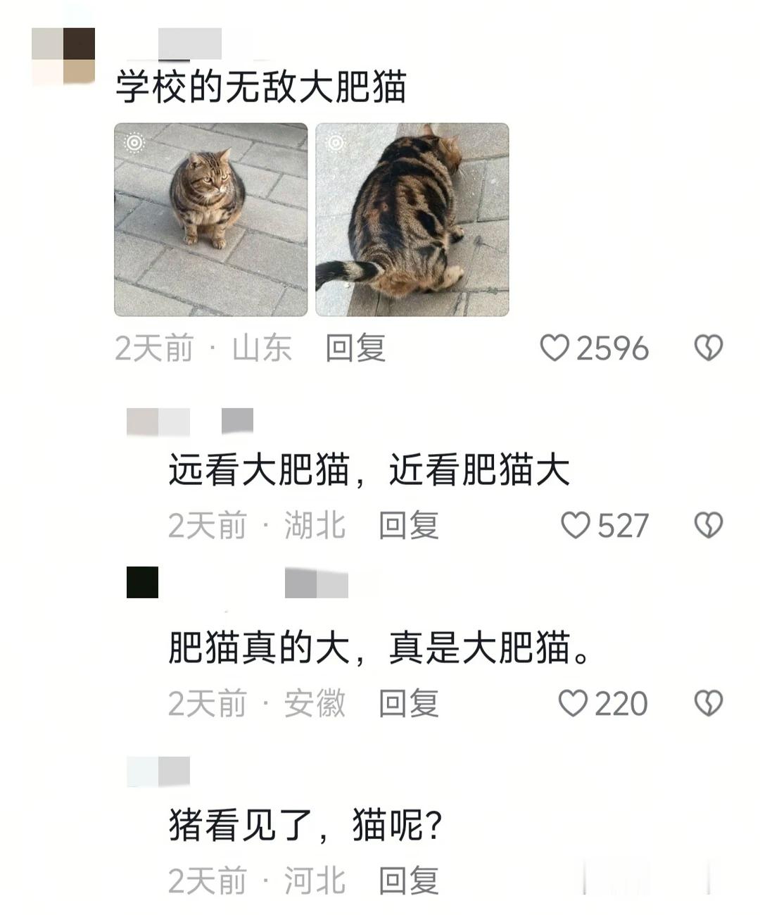 咪咪：我天生就是学习的料！​​​