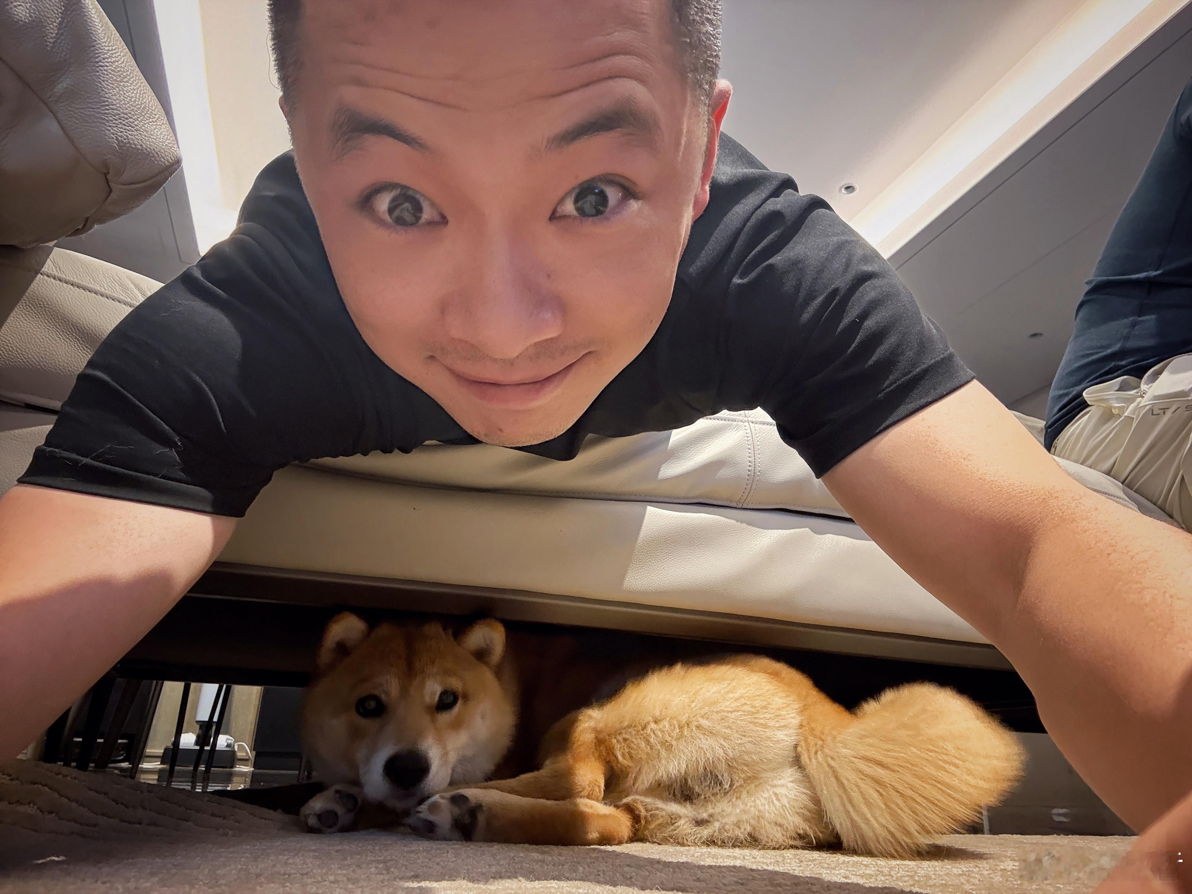 太狗了，十个月的柴犬已经长这么大了🐶欣哲频道狗​​​