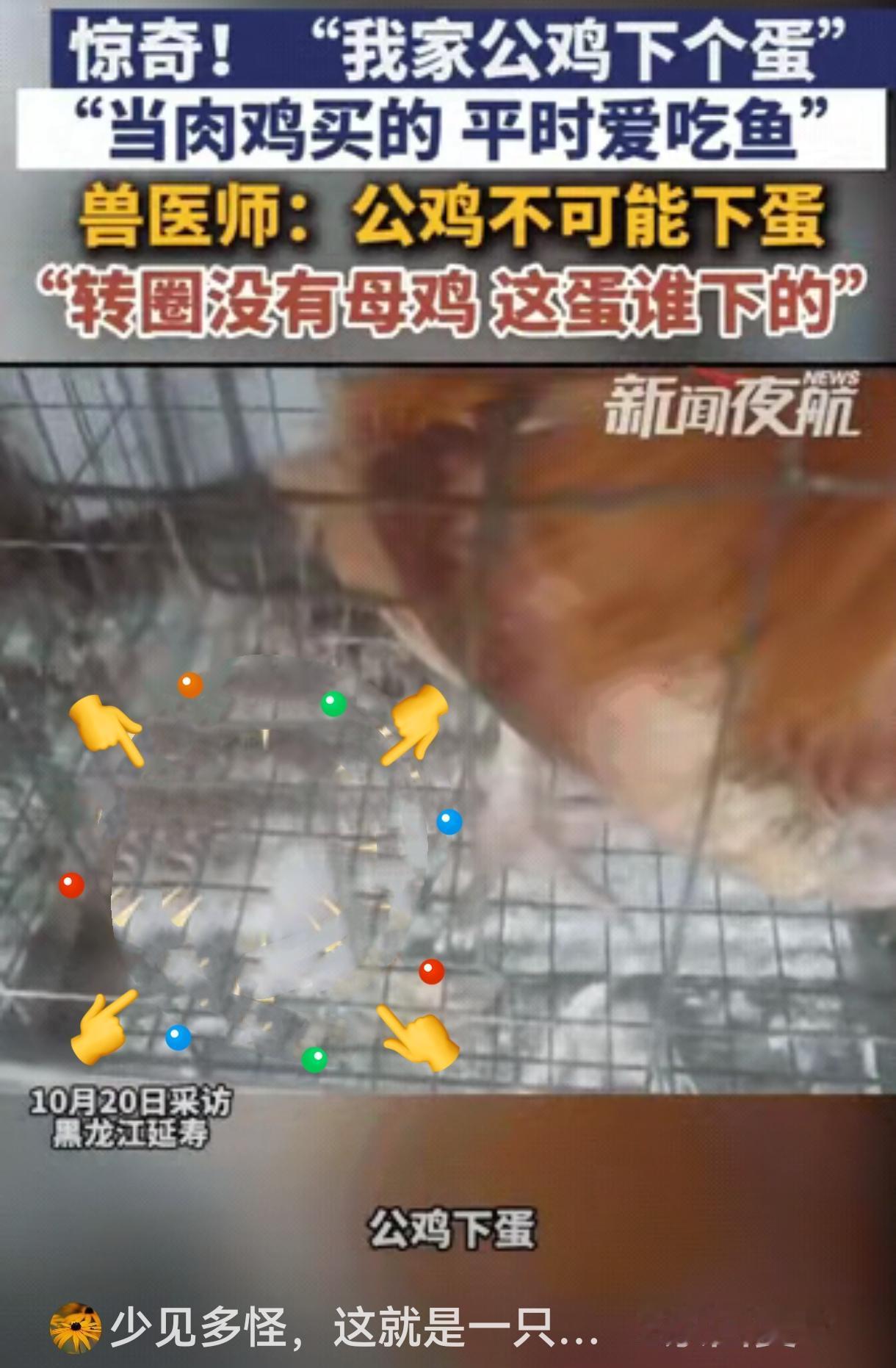 “彻底解释不清了！”黑龙江，一男子给鸡添食，发现鸡笼子里有一个鸡蛋，令他纳闷的是