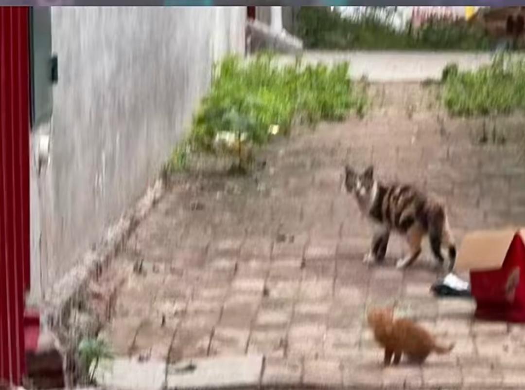 “万物皆有灵性！”6月20日报道，河北，一只流浪猫陪着猫崽崽观察了人类大半个月，