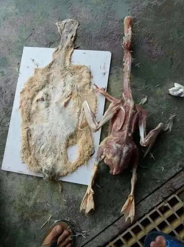 📢热点快讯：湖南男子杀鸭，鸭肚剖出黄金颗粒2026年2月26日，湖南邵