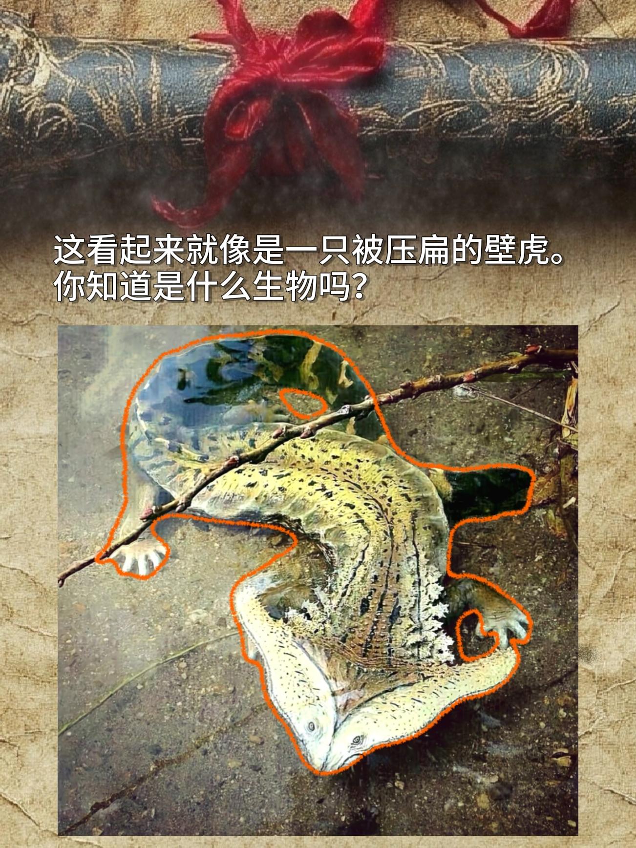 这看起来就像是一只被压扁的壁虎。你知道是什么生物吗？