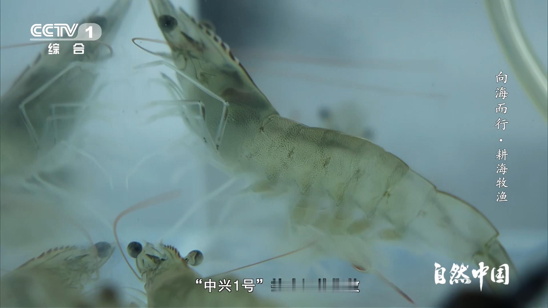  这种对虾曾经也被国外垄断曾经，这种对虾的养殖技术掌握在国外手中，我们只能高价