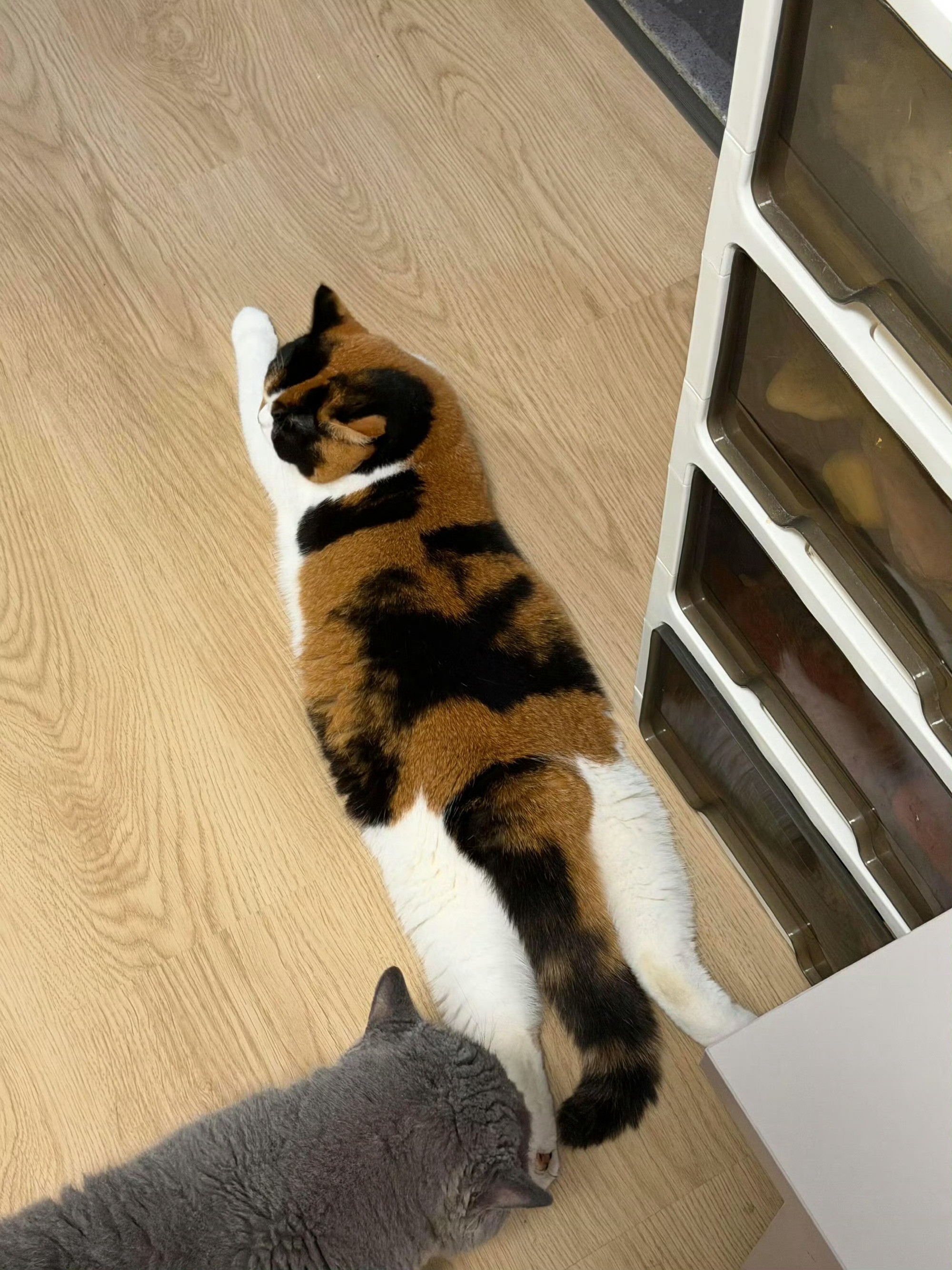 这相似度换我这个“近视”铲屎官根本看不出来