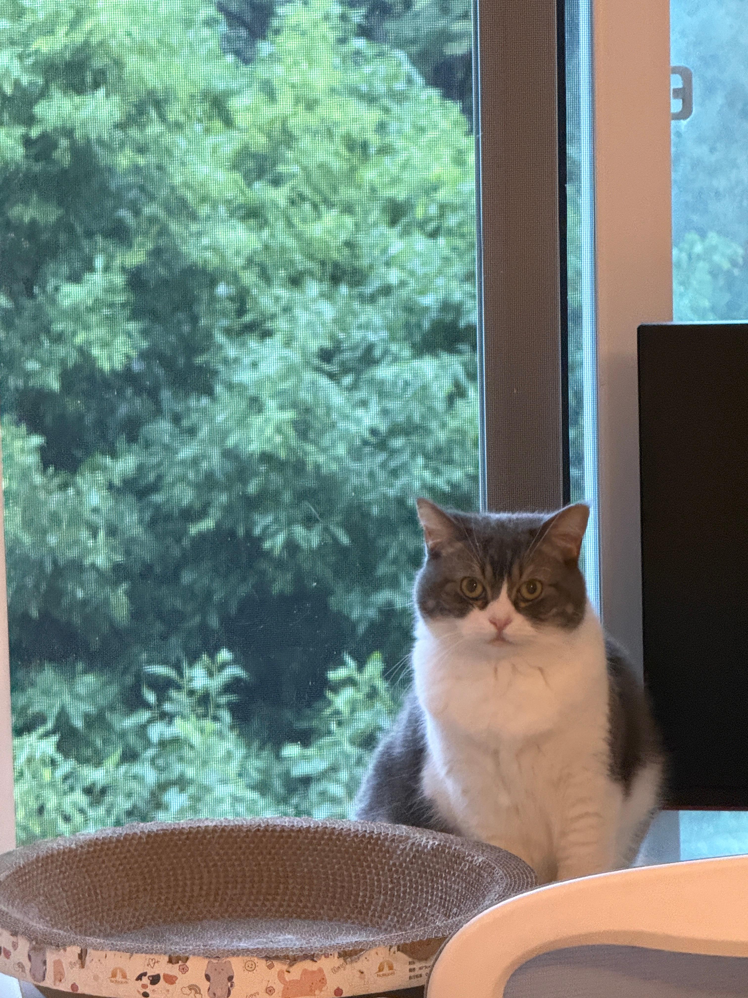 猫咪摄影​​​