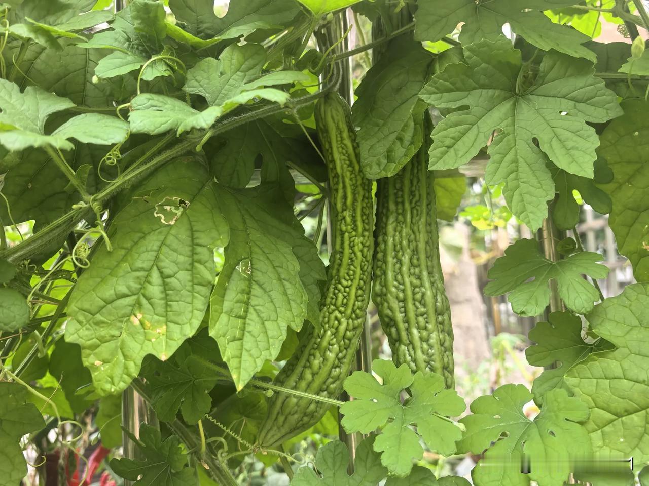 苦瓜，南瓜，苹果……秋日，被这些殷实的果实装点着，总会给人一份踏实和安暖，这就